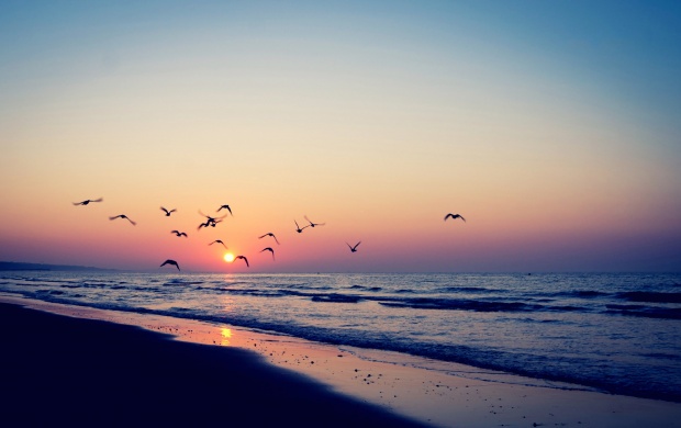 Birds Flying At Sunset (click to view)