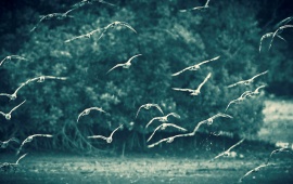 Birds Flying Over Lake