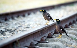 Birds On A Rail Track