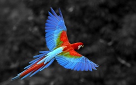 Birds Parrot Scarlet Macaw Amazonia