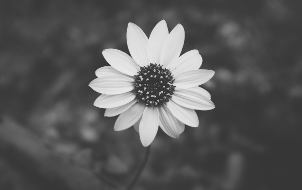 Black And White Flower Plant