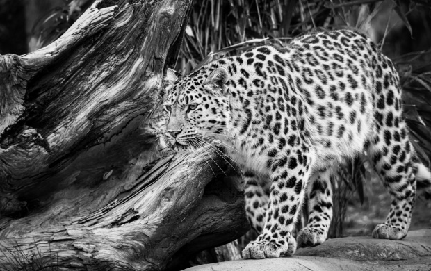 Black And White Wild Leopard