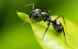 Black  Ant