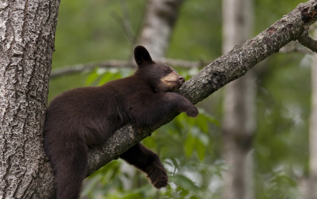 Black Bear Sleeping