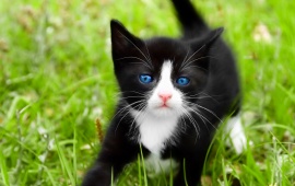 Black Cats Blue Eyes