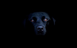 Black Dog in the Dark