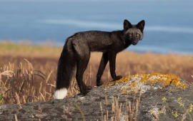 Black Fox On The Rocks
