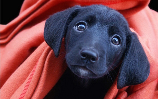 Black Lab Puppy (click to view)