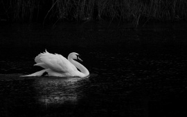 Black Lake In White Swan