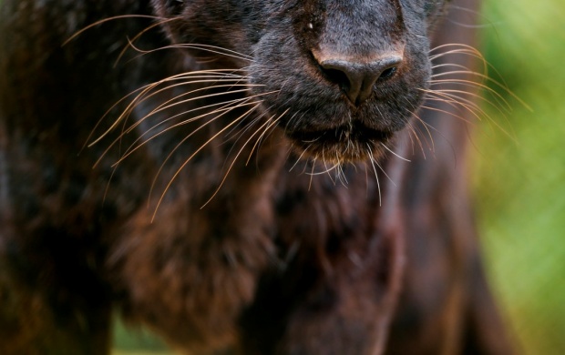 Black Leopard Looking At Me (click to view)