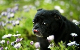 Black Puppy In Field