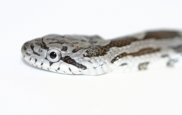 Black Rat Snake (click to view)
