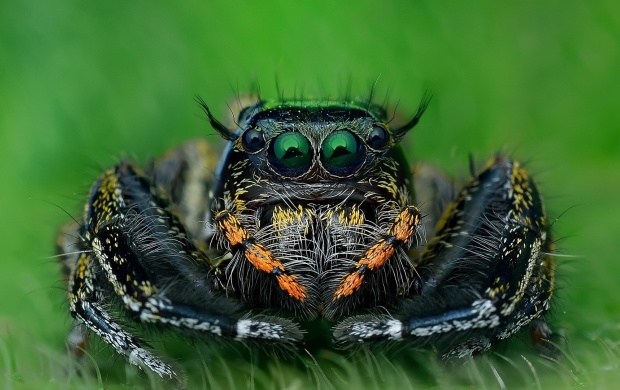 Black Spider (click to view)