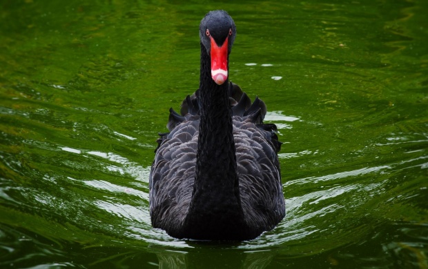 Black Swan (click to view)