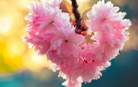 Bloom Cherry Flowers Heart