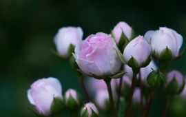 Bloom Pink Bud Rose