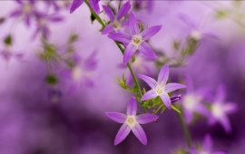 Blooming In Purple