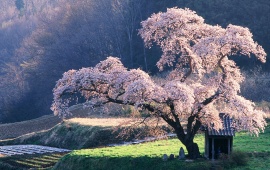 Blossomed Cherry Tree