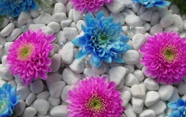 Blue and Pink Flowers