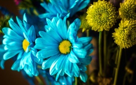 Blue And Yellow Flowers