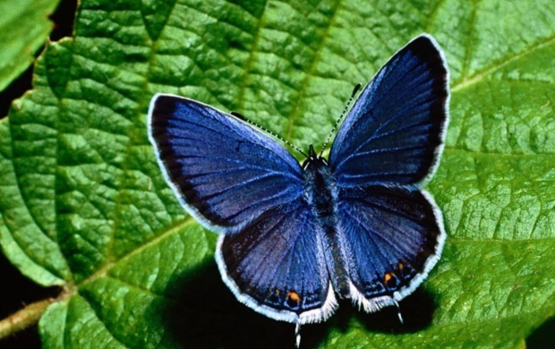 Blue Butterfly (click to view)