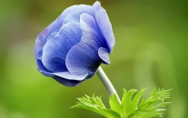 Blue Chanel Flower