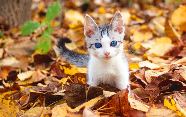 Blue Eyes Fall Kitten