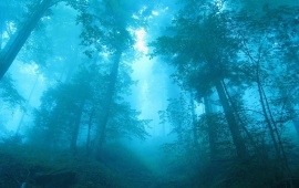 Blue Foggy Forest