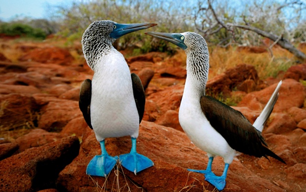 Blue Footed Boobies (click to view)