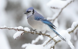 Blue Jay In Snow
