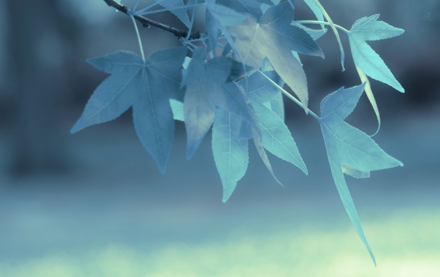 Blue Leaves On Branch (click to view)