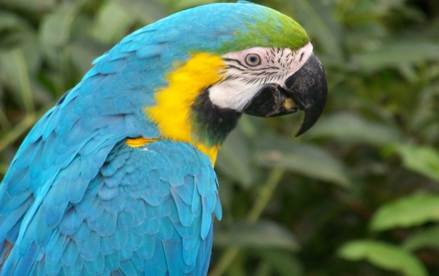 Blue Macaw Parrot (click to view)