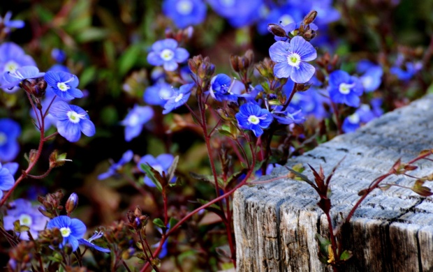 Blue Month Of Flowers (click to view)
