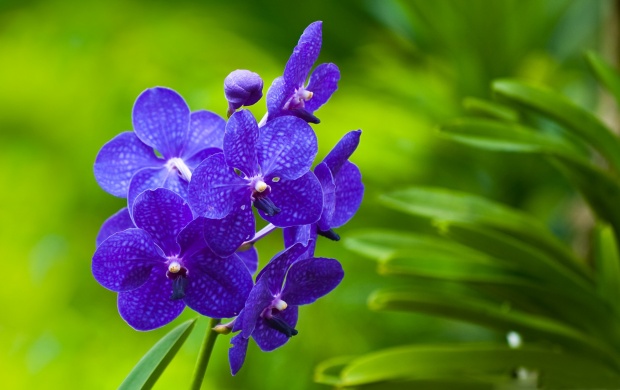 Blue Orchids (click to view)