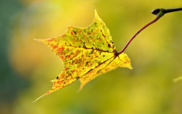 Blur Autumn Leaf