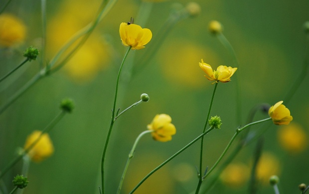 Blur Yellow Flowers Background