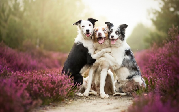 Border Collies Friends Dogs