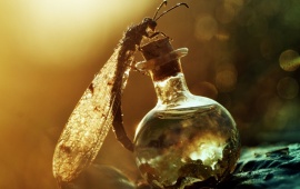 Bottle On Dragonfly