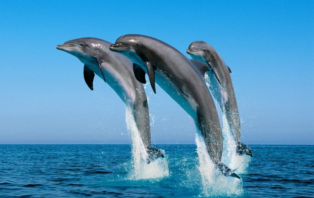 Bottlenose Dolphins (click to view)