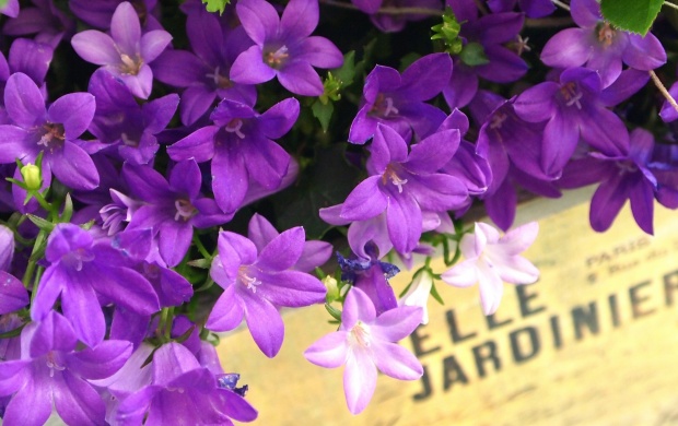 Box In Purple Flowers
