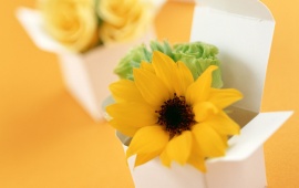 Boxed Sunflower