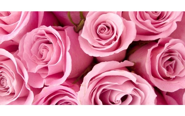 Bright Pink Roses (click to view)