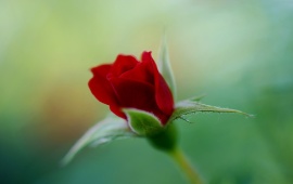 Bud Crimson Red Rose