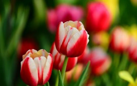 Buds Red And White Tulips Flowers Spring