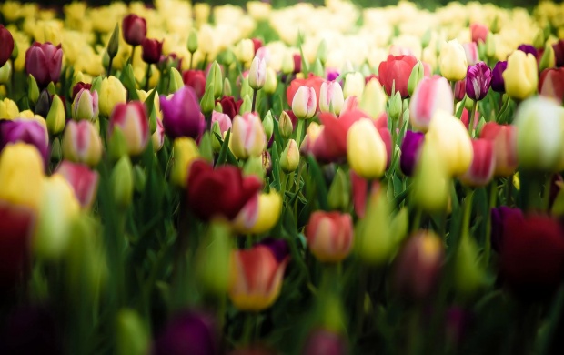 Buds Tulips Flowers Field (click to view)