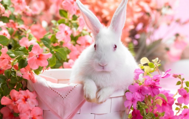 Bunny Rabbit Easter (click to view)