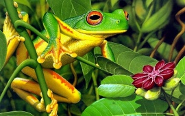 Burmeister's Leaf Frog
