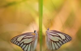 Butterflies Couples