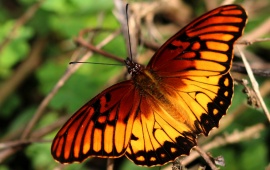 Butterflies Of The Cloudforest
