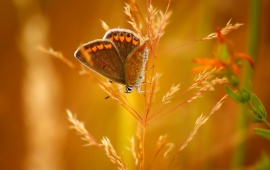 Butterfly Insect Bokeh